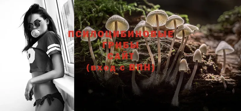 Псилоцибиновые грибы Magic Shrooms  как найти закладки  Дмитриев 